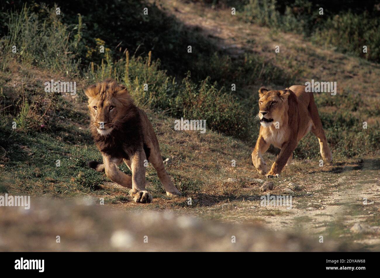 African Lion, panthera leo, Pair running Stock Photo - Alamy
