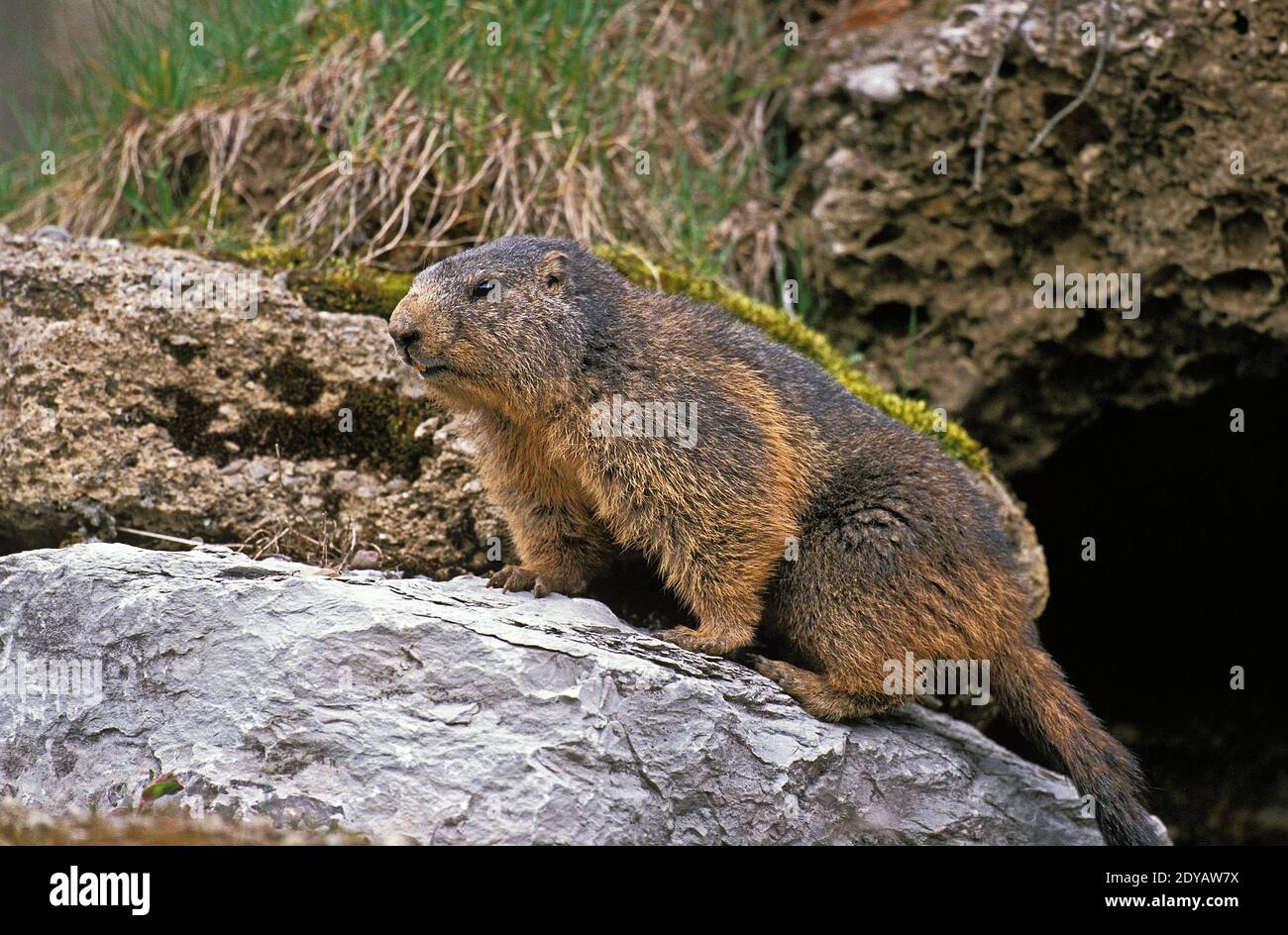 Alpine Marmot, marmota marmota, Adult standing on Rocks, Alps in South East of France Stock Photo