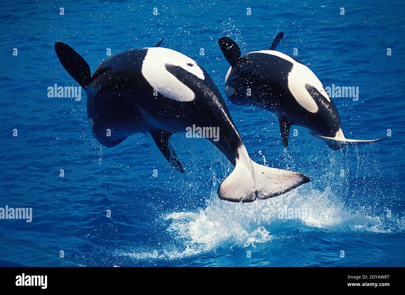 Baby Killer Whales