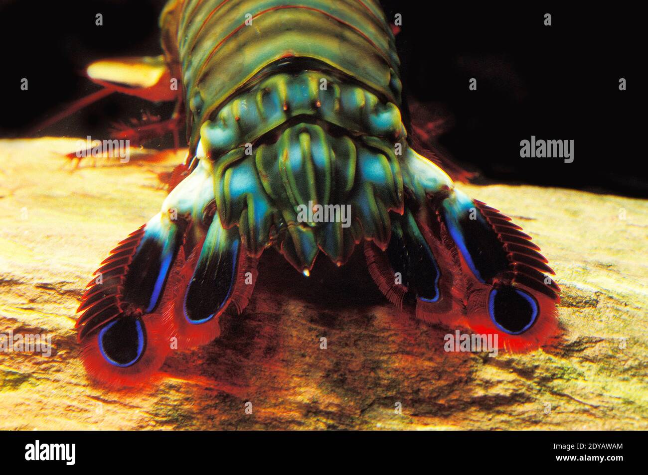 Peacock Mantis Shrimp, odontodactylus scyllarus, Close up of Tail Stock Photo