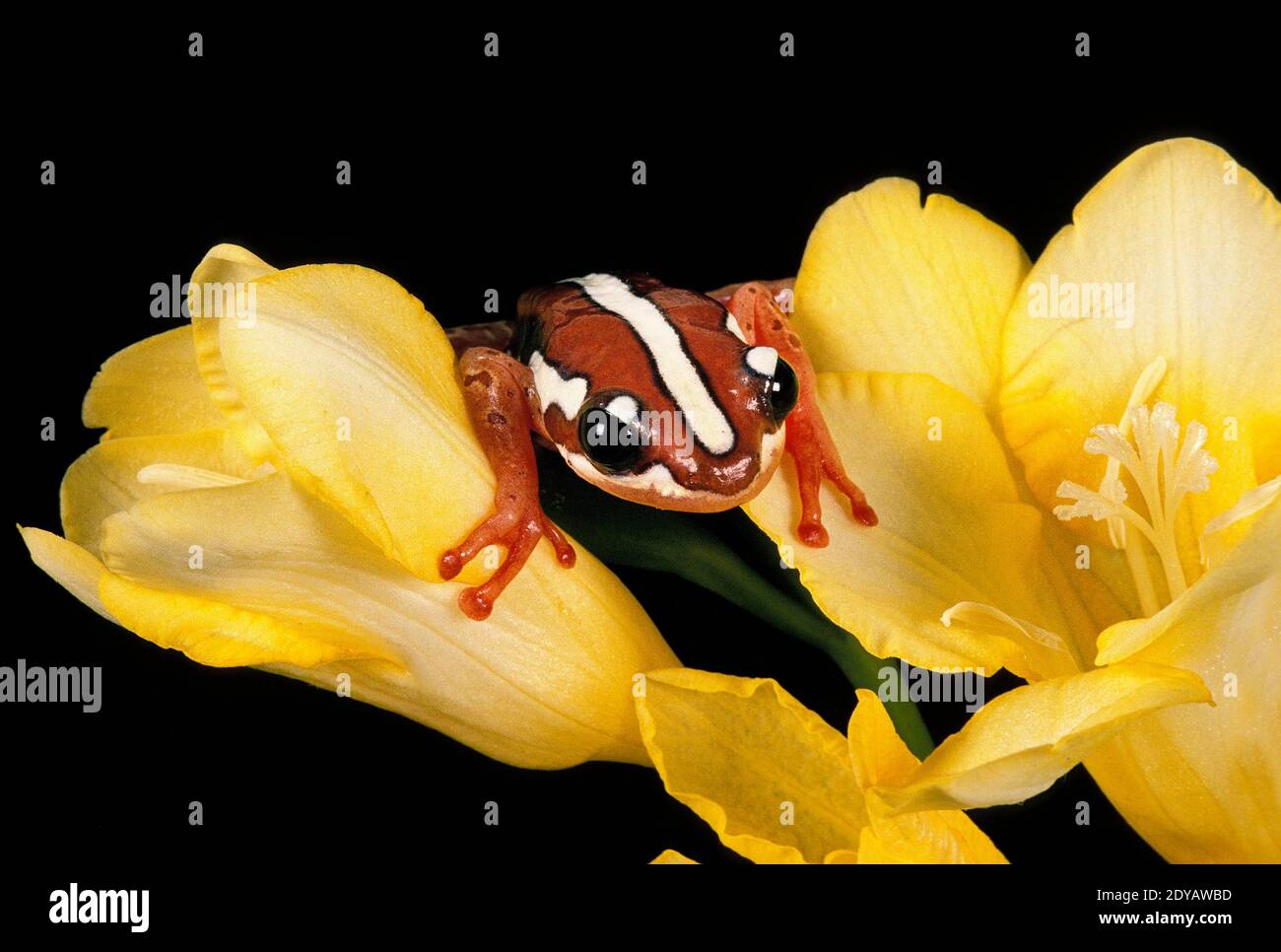 Frog, afrixalus sp. standing in Flower Stock Photo