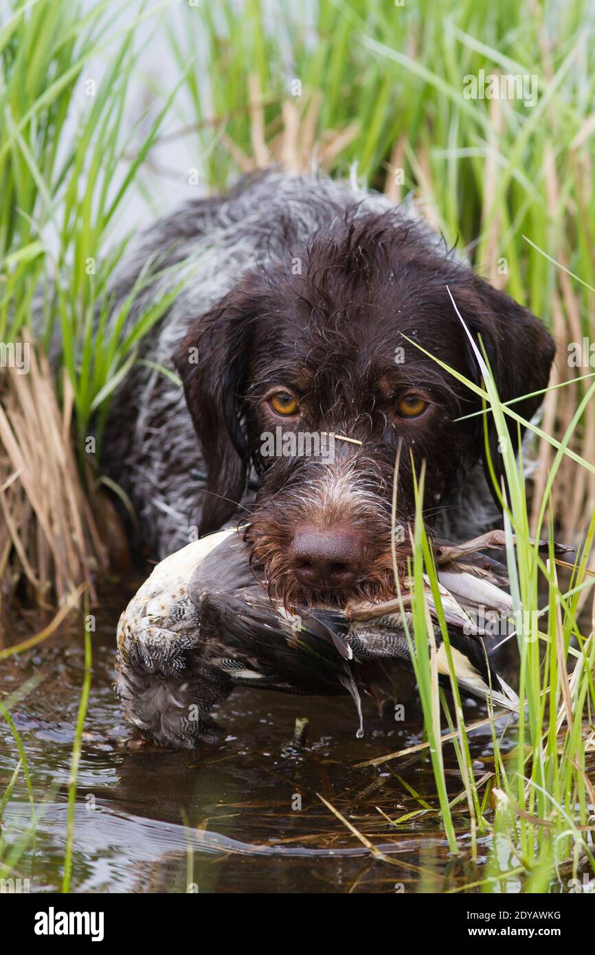 dog returns downed duck (teal drake) from the lake during hunting Stock Photo