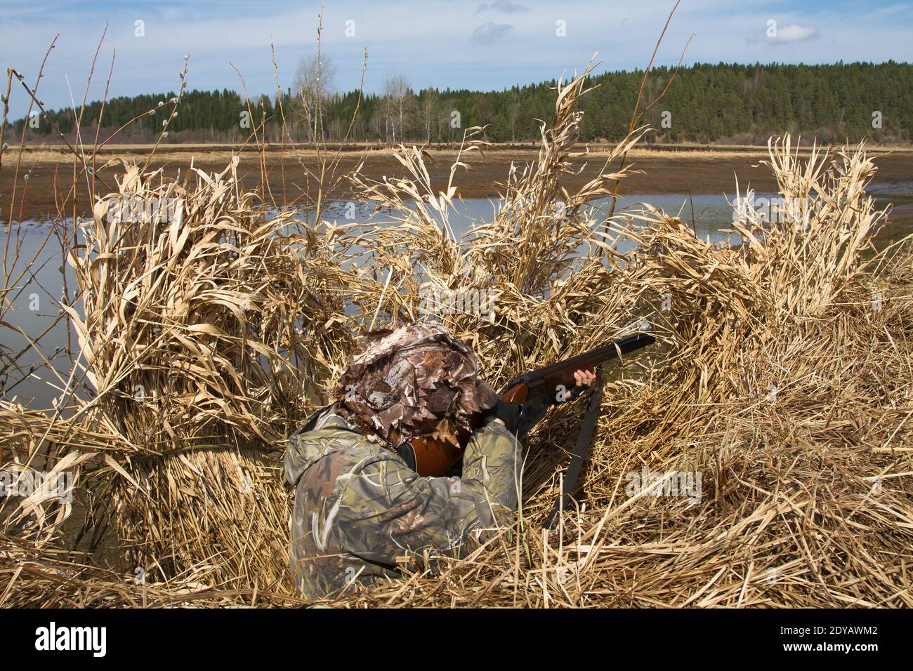 duck hunter aims a shotgun sitting in a blind of reeds on the shore Stock Photo