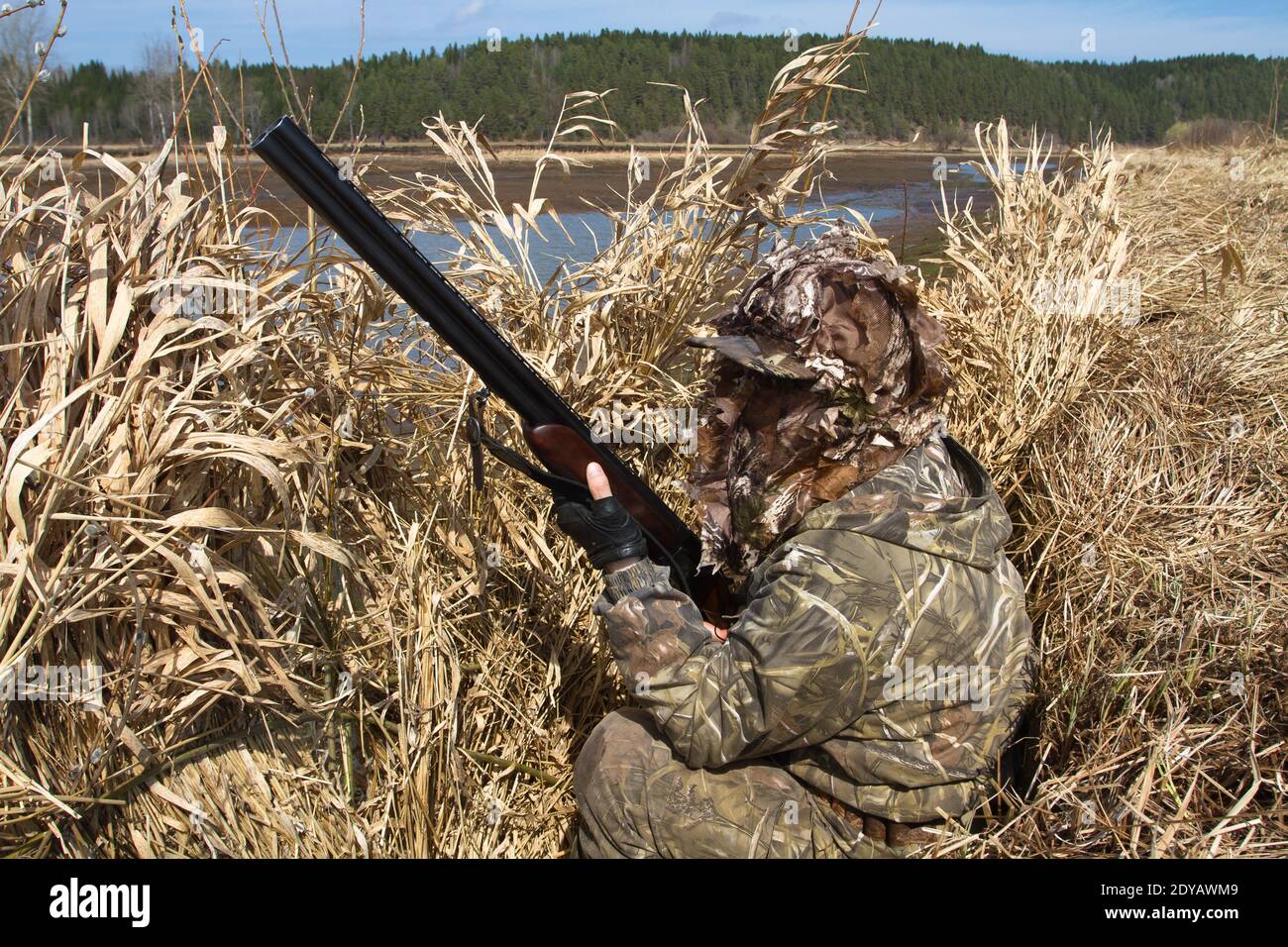 duck hunter with a shotgun sits in a hunting blind of reeds on the lake Sto...