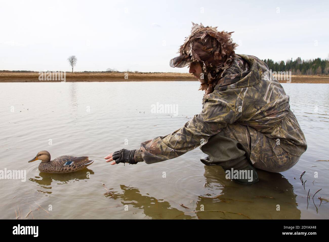 waterfowler places a plastic duck decoy in shallow water before the hunt Stock Photo