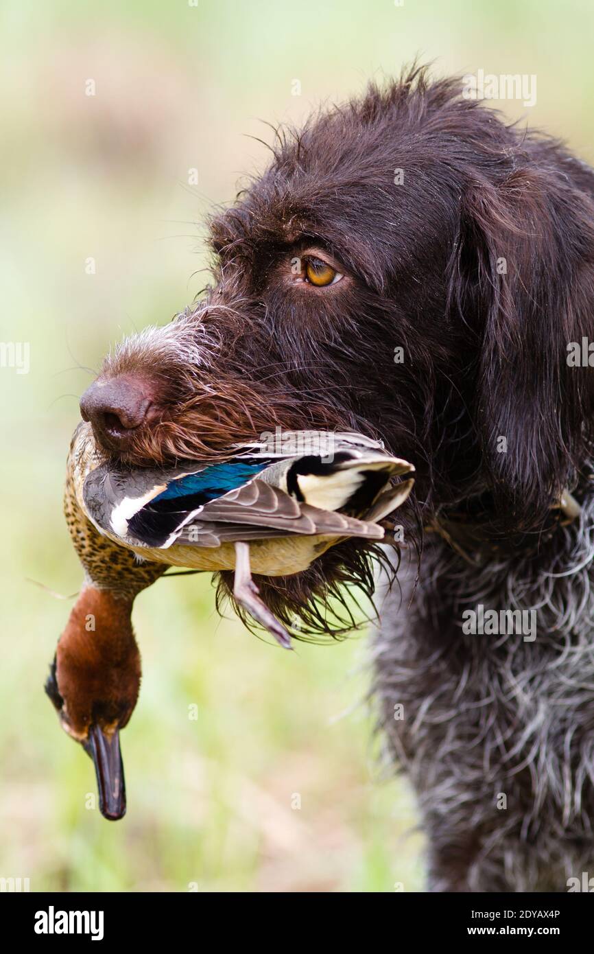 german wirehaired pointer keeps a downed duck (teal drake) during hunting Stock Photo
