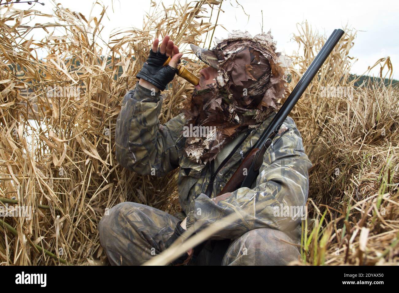 the duck hunter hid in the blind of the reeds and lures the ducks Stock Photo