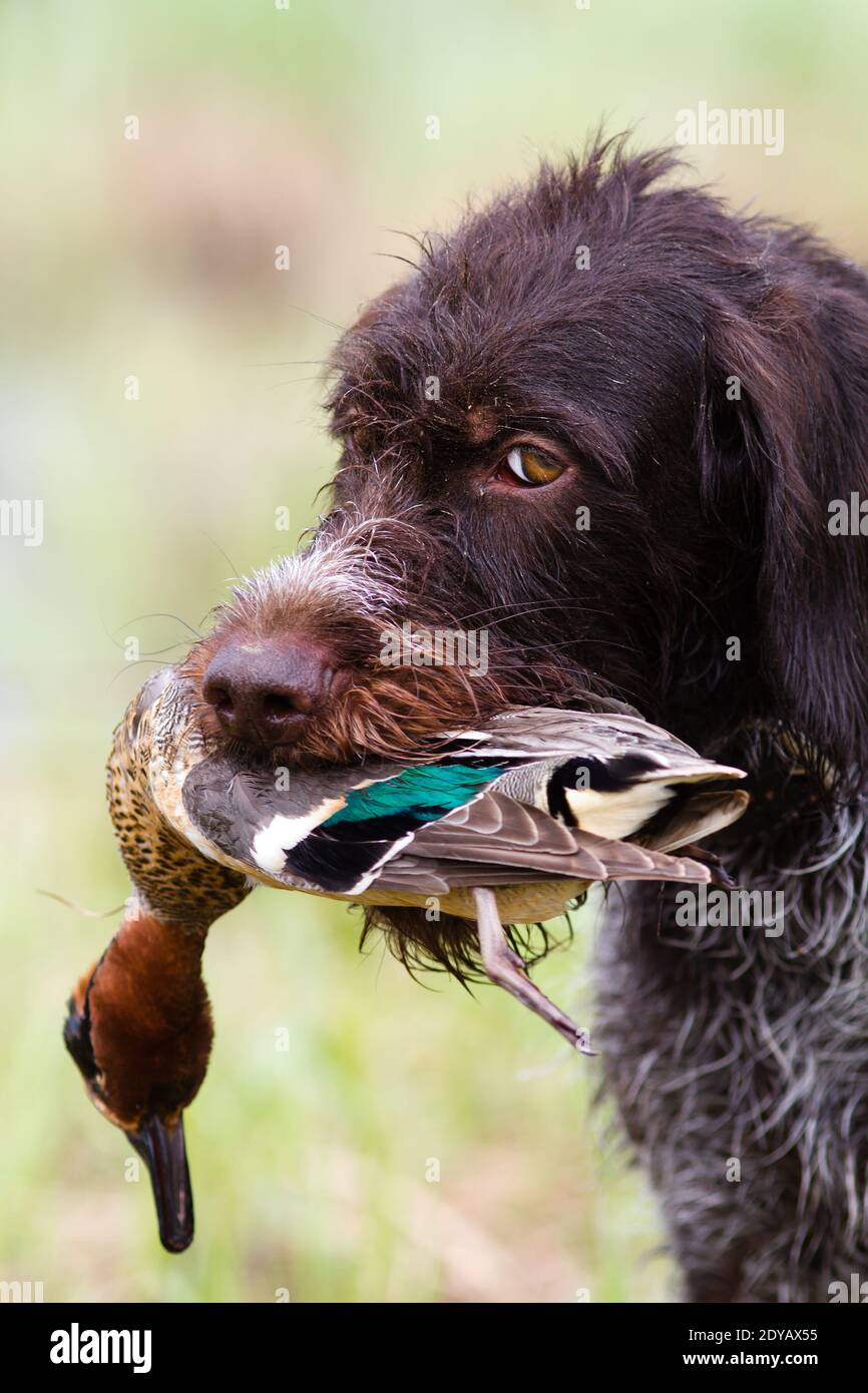 the hunting dog (german wirehaired pointer) carries a downed duck during hunting Stock Photo