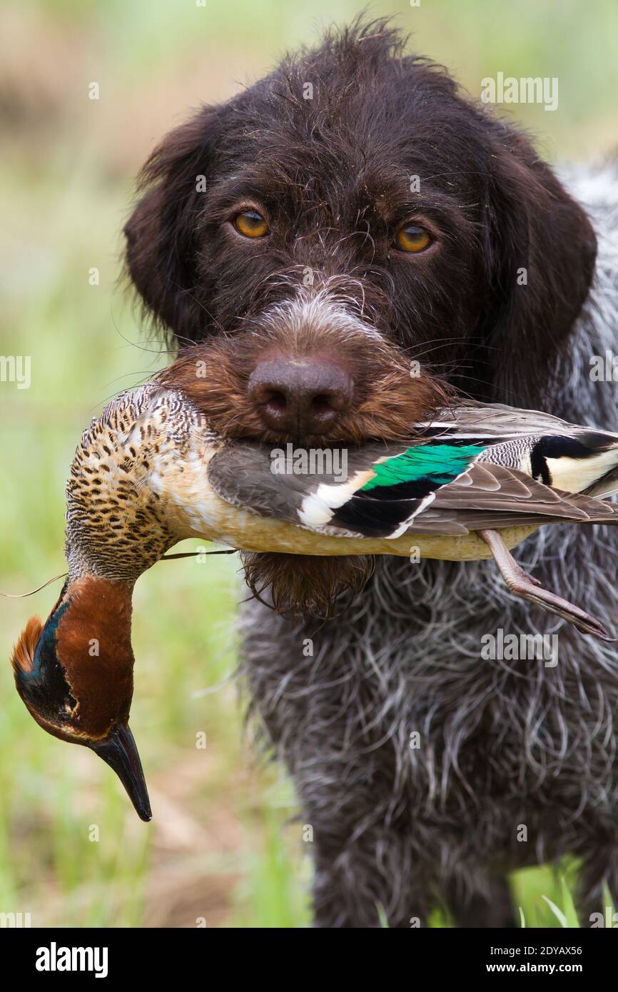 the hunting dog (german wirehaired pointer) keeps a downed duck during hunting Stock Photo