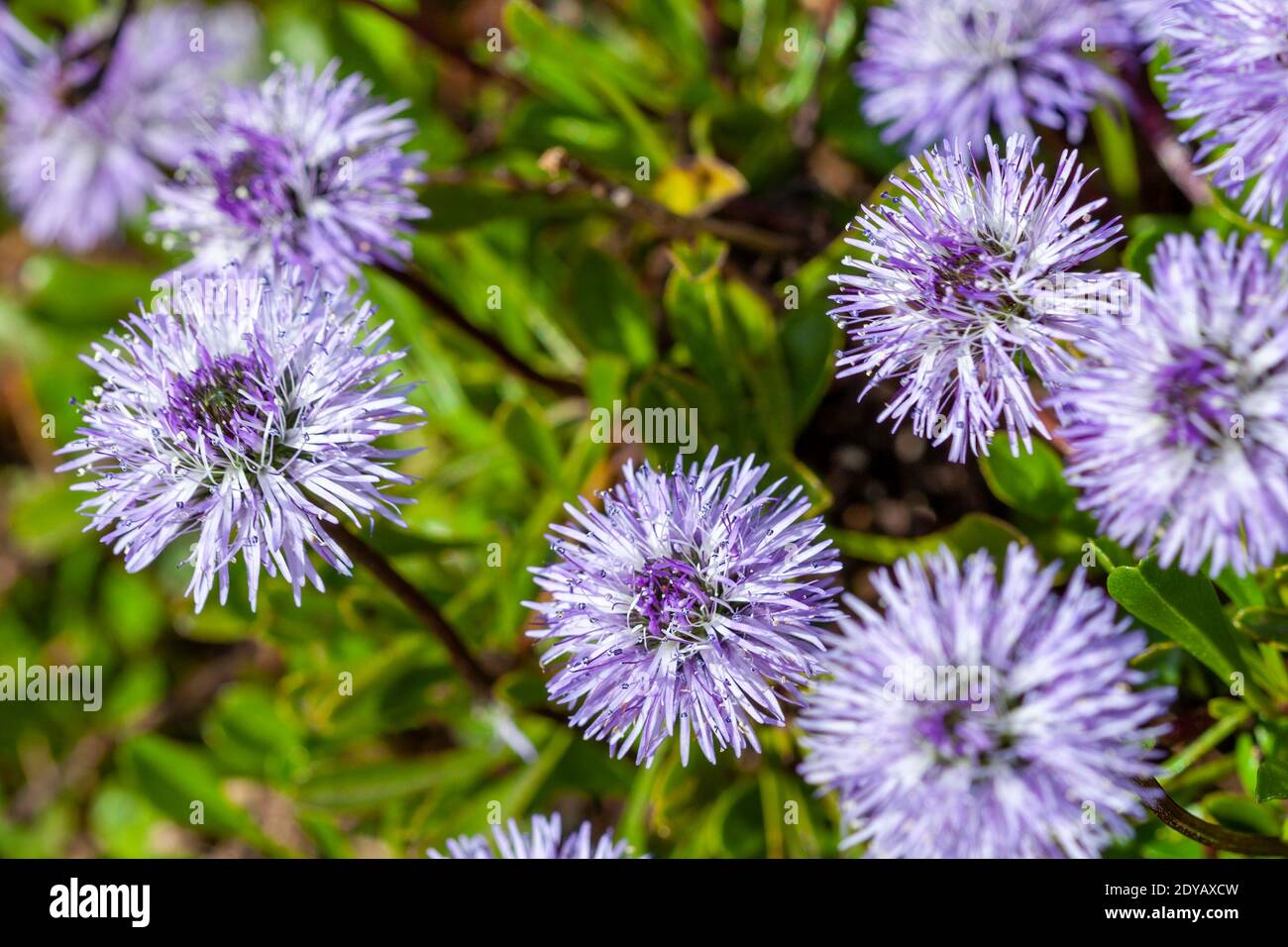 Globularia cordifolia a spring summer flowering plant with a blue purple summertime  flower commonly known as  Heart leaved glob daisy stock photo ima Stock Photo