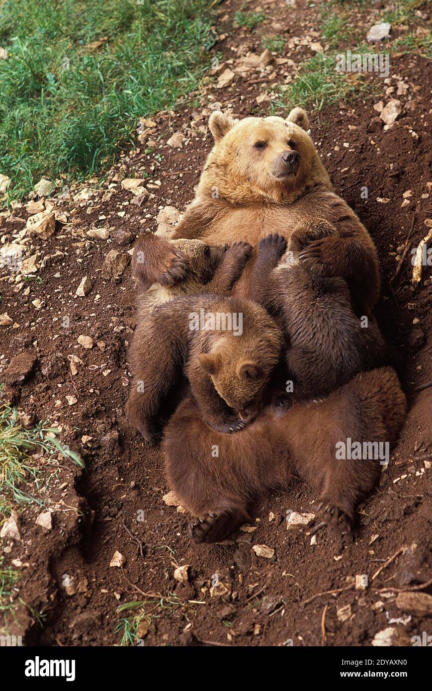 Brown Bear, ursus arctos, Mother and Cub Suckling Stock Photo - Alamy
