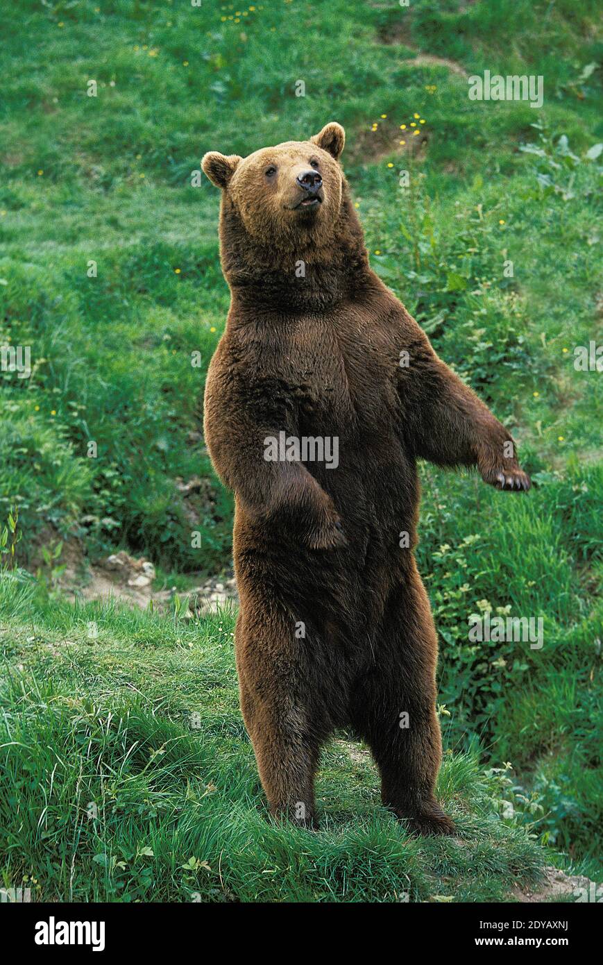 Brown Bear, ursus arctos, Adult standing on Hind Legs Stock Photo