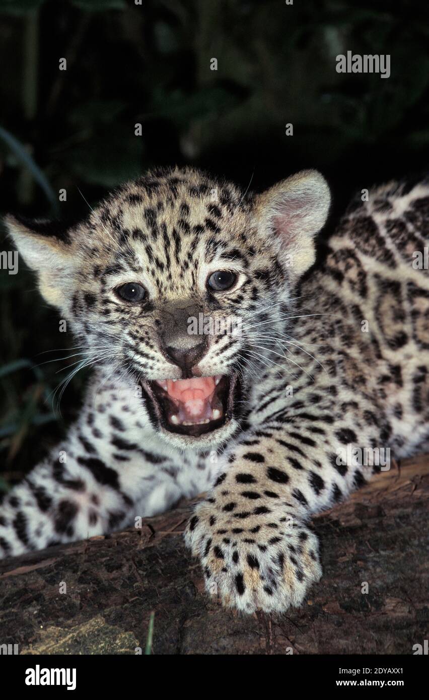 Jaguar, panthera onca, Cub calling for Mother Stock Photo