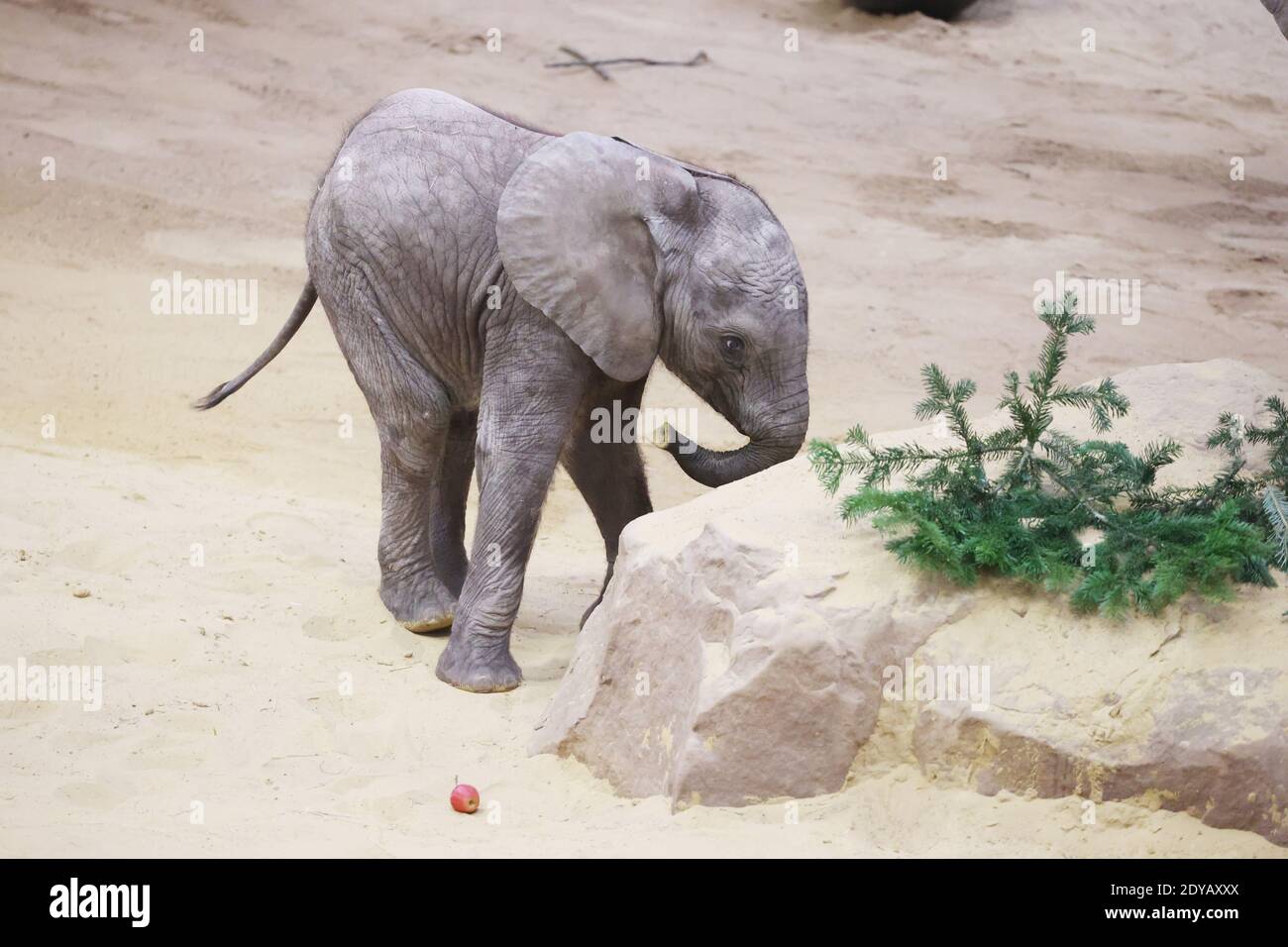 Erfurt, Germany. 25th Dec, 2020. Baby elephant Ayoka, born Aug. 5, 2020,  walks through the elephant enclosure at Zoopark on the birthday of her  mother, cow elephant Chupa. Credit: Bodo Schackow/dpa-Zentralbild/dpa/Alamy  Live