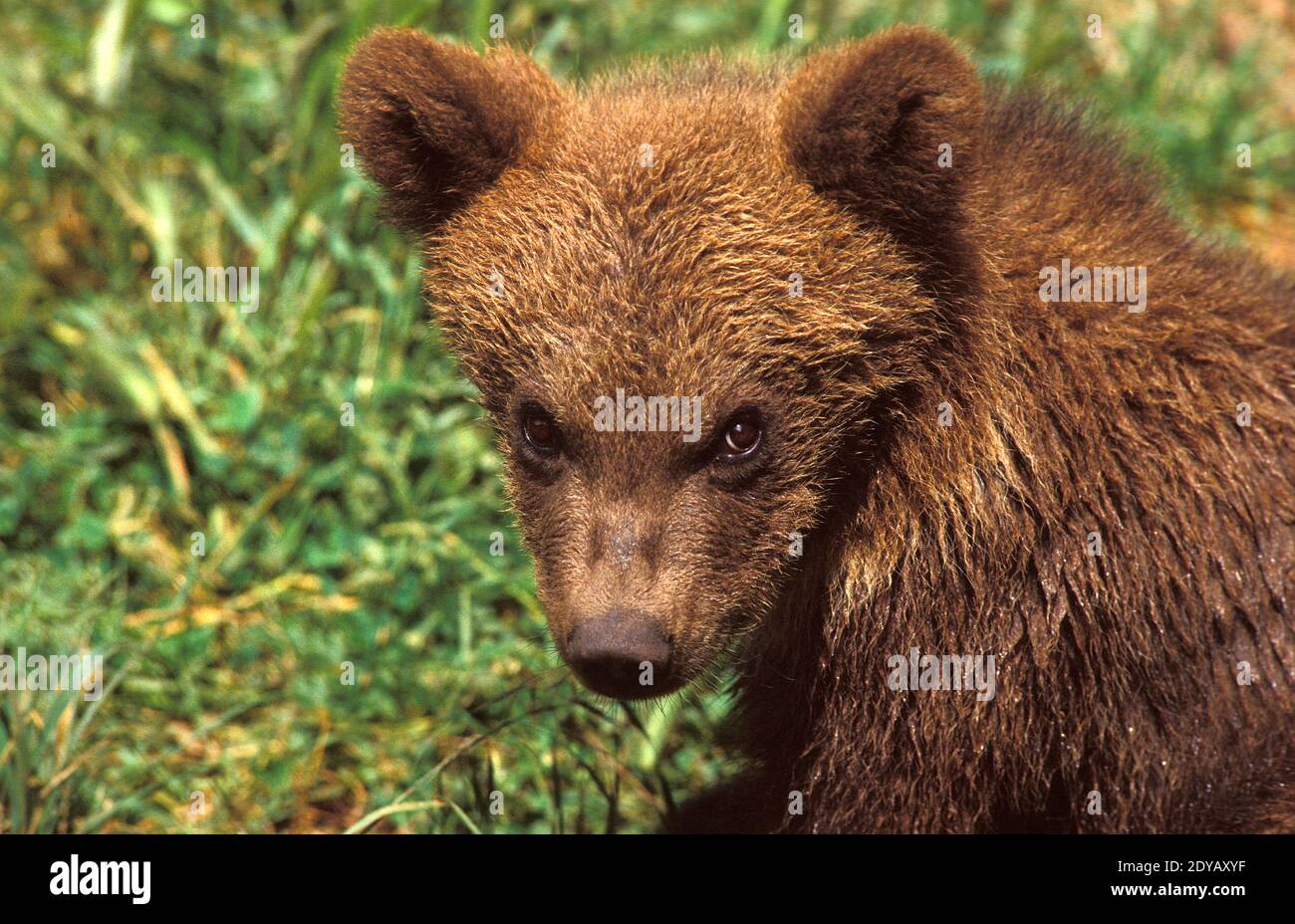Brown Bear, ursus arctos, Portrait of Cub Stock Photo - Alamy