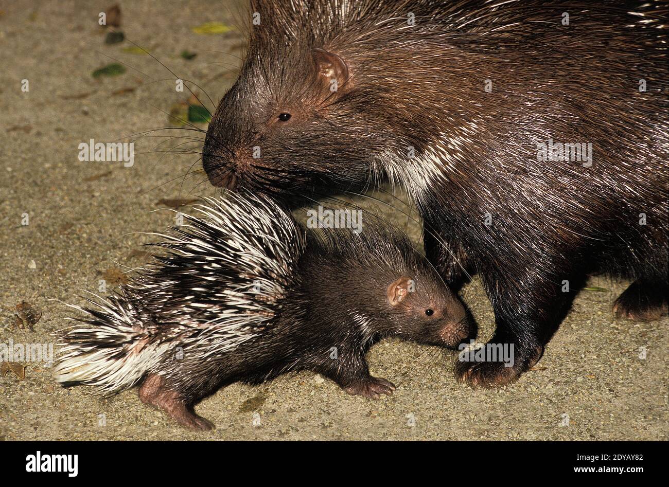 Crested Porcupine, hystrix cristata, Mother and Cub Stock Photo