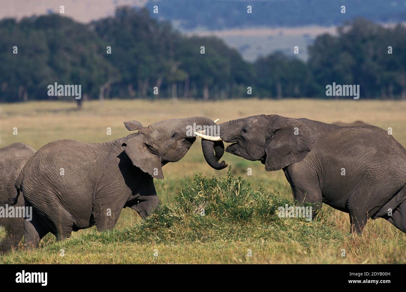 African Elephant, loxodonta africana, Calves playing, Masai Mara park in Kenya Stock Photo
