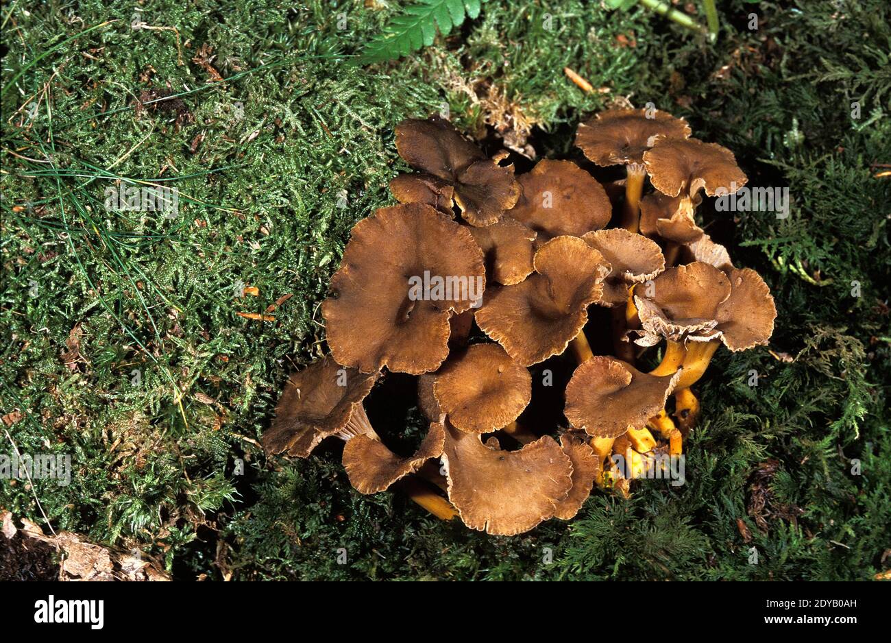 Autumn Chanterelle, cantharellus tubiformis, Edible Mushrooms Stock Photo