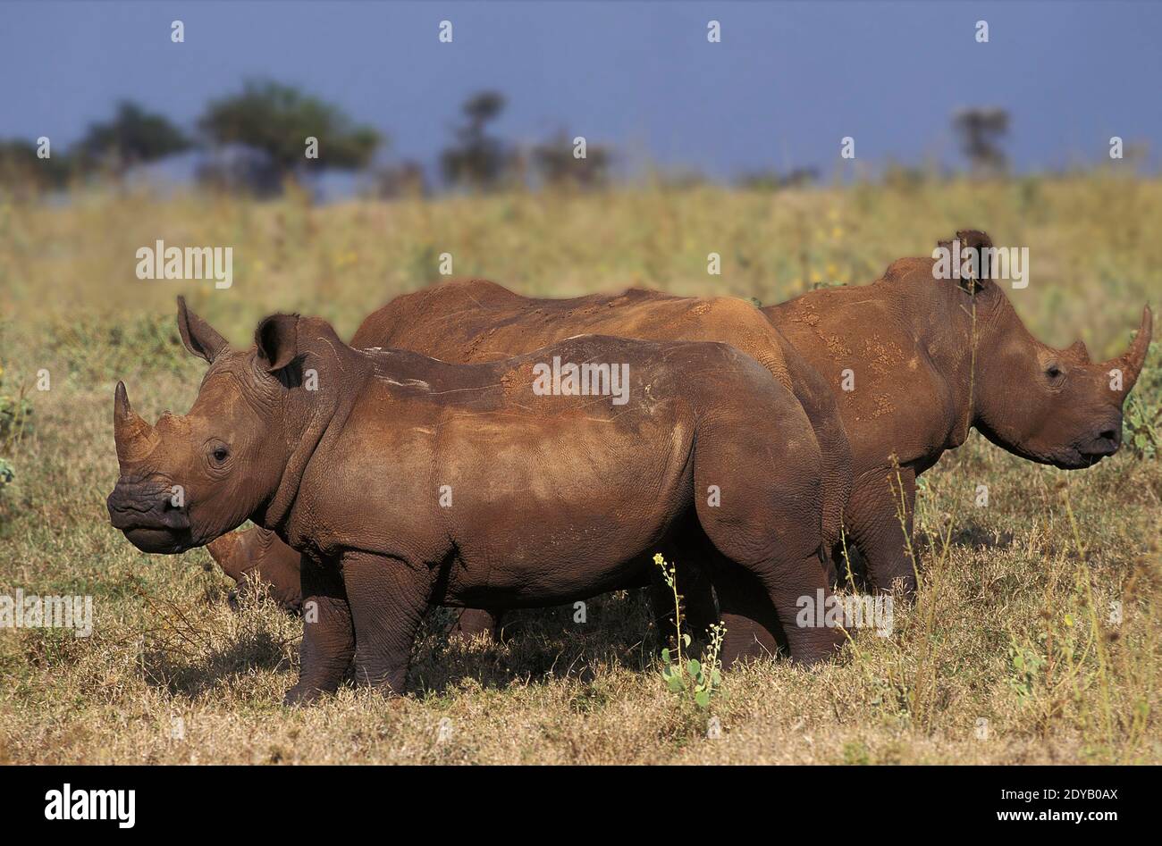 White Rhinoceros, ceratotherium simum, Mother and Calf, Nakuru Park in Kenya Stock Photo