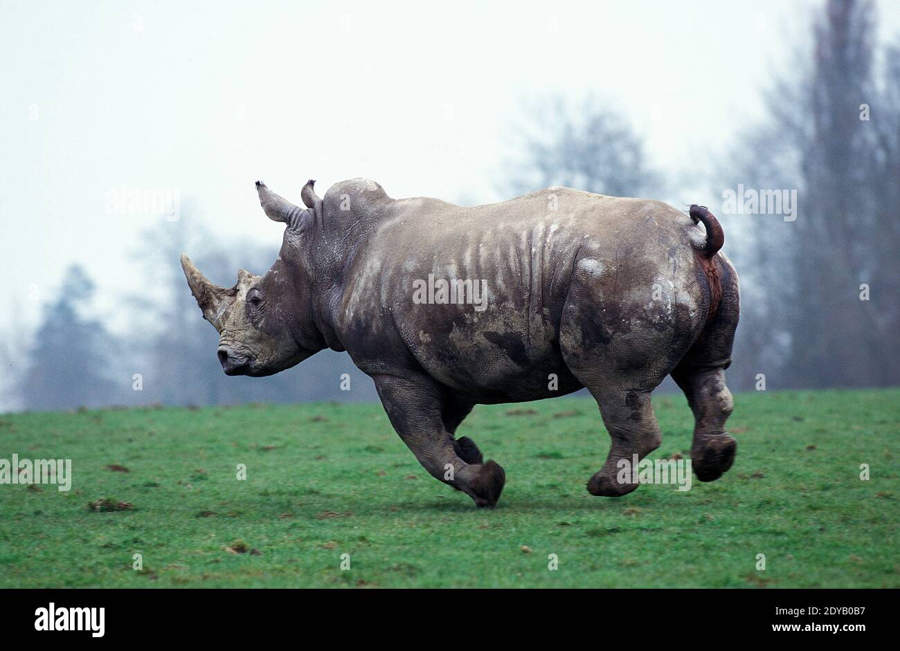 White Rhinoceros, ceratotherium simum Stock Photo