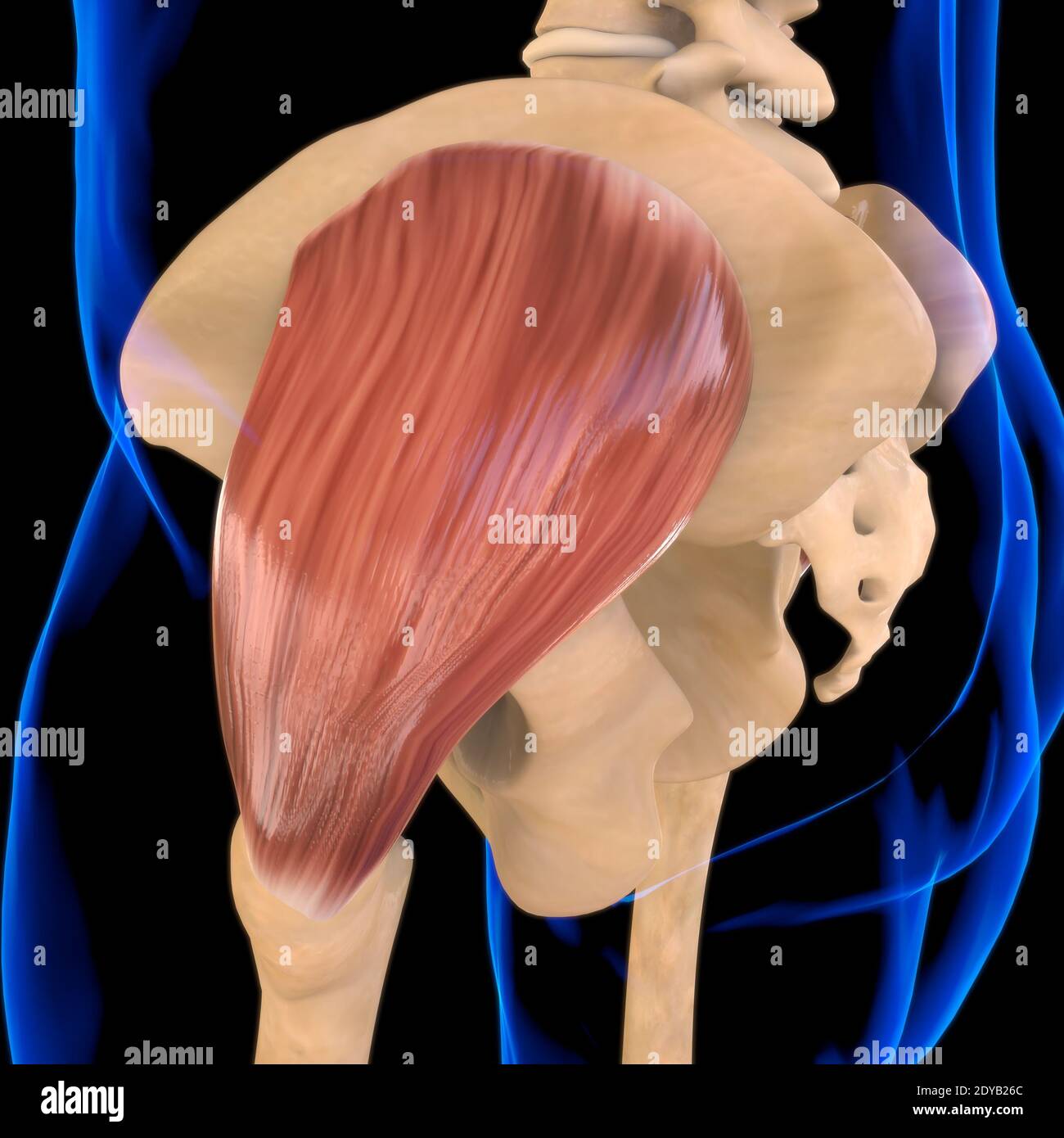 3D Illustration, Muscle is a soft tissue, Muscle cells contain proteins ...