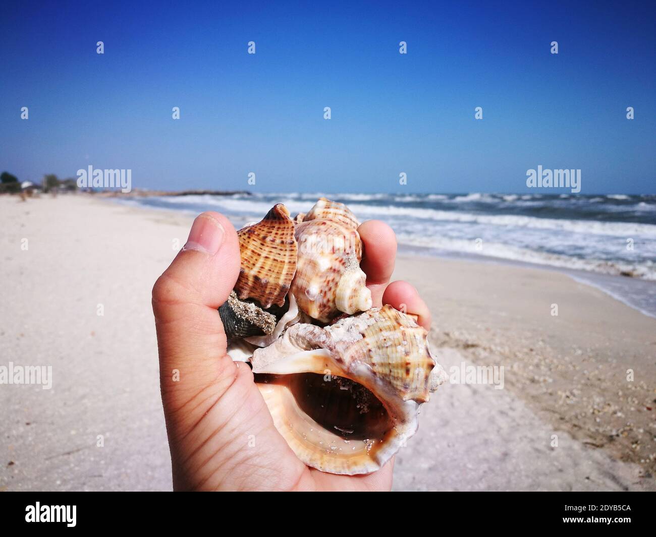 Midsection Of Person Holding Shell At Beach Against Sky Stock Photo
