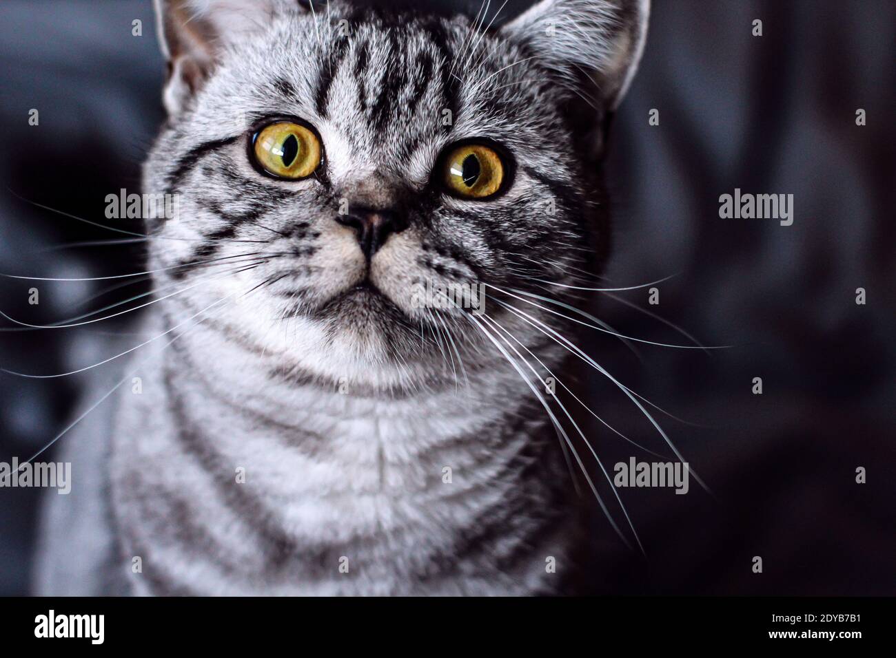 Close-up Portrait Of A Britisch Shorthair Cat With A Grey Background Stock Photo