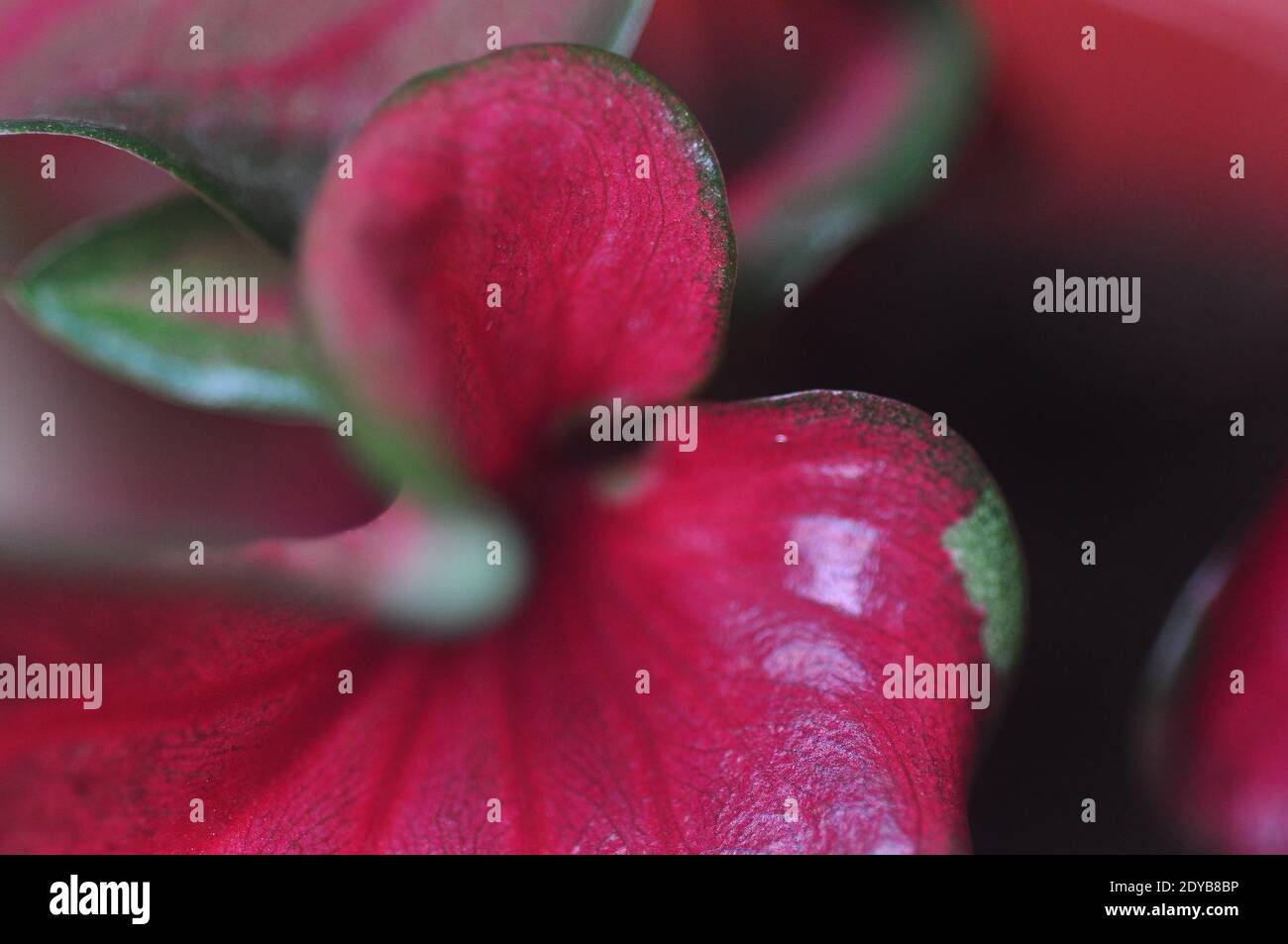 Close-up Of Red Flowering Plant Stock Photo