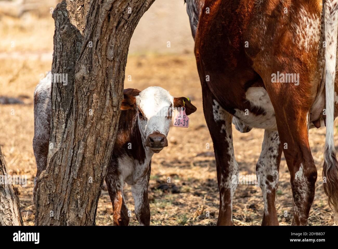 Cattle In The Shade Stock Photo Alamy