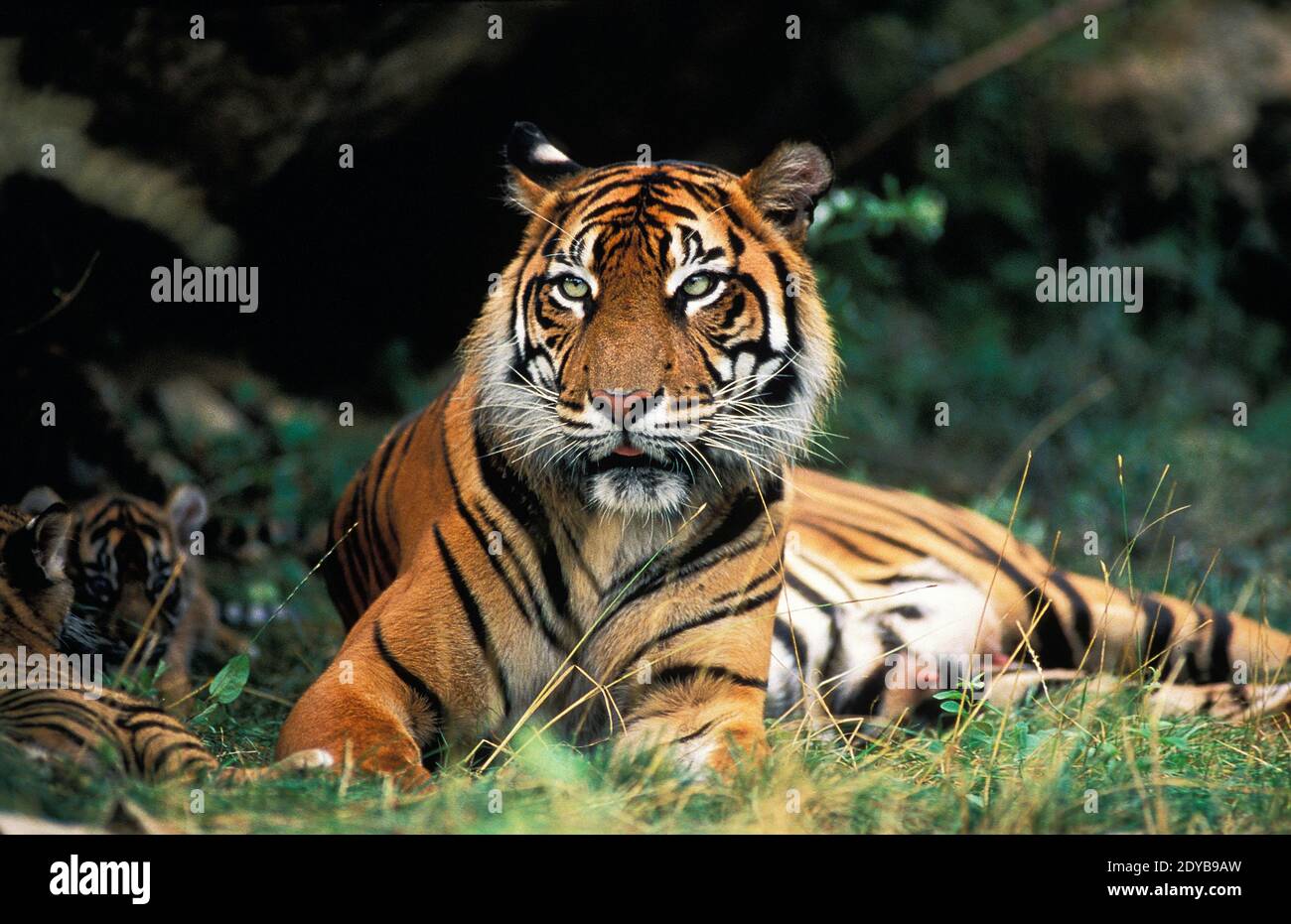 Sumatran Tiger, panthera tigris sumatrae, Mother and Cub Stock Photo