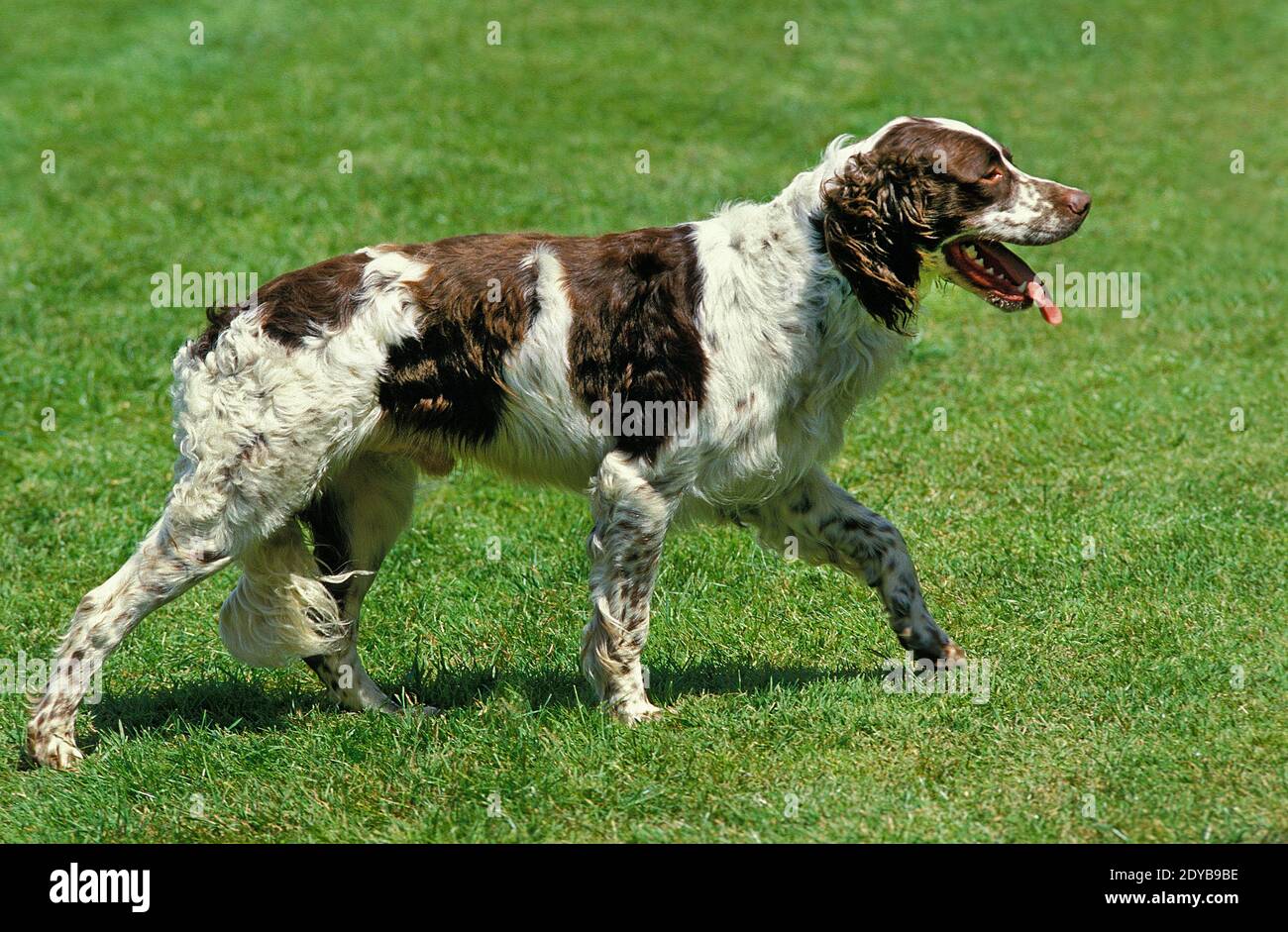 French Spaniel, Adult walking on Lawn Stock Photo