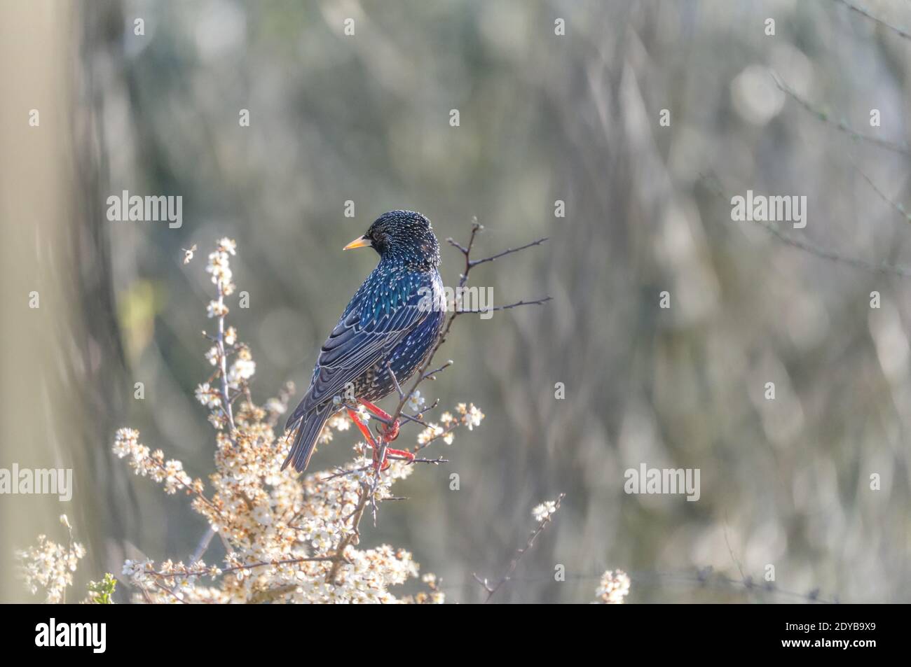 Starling on Blooming Blackthorn Watching a Flying Insect Stock Photo ...