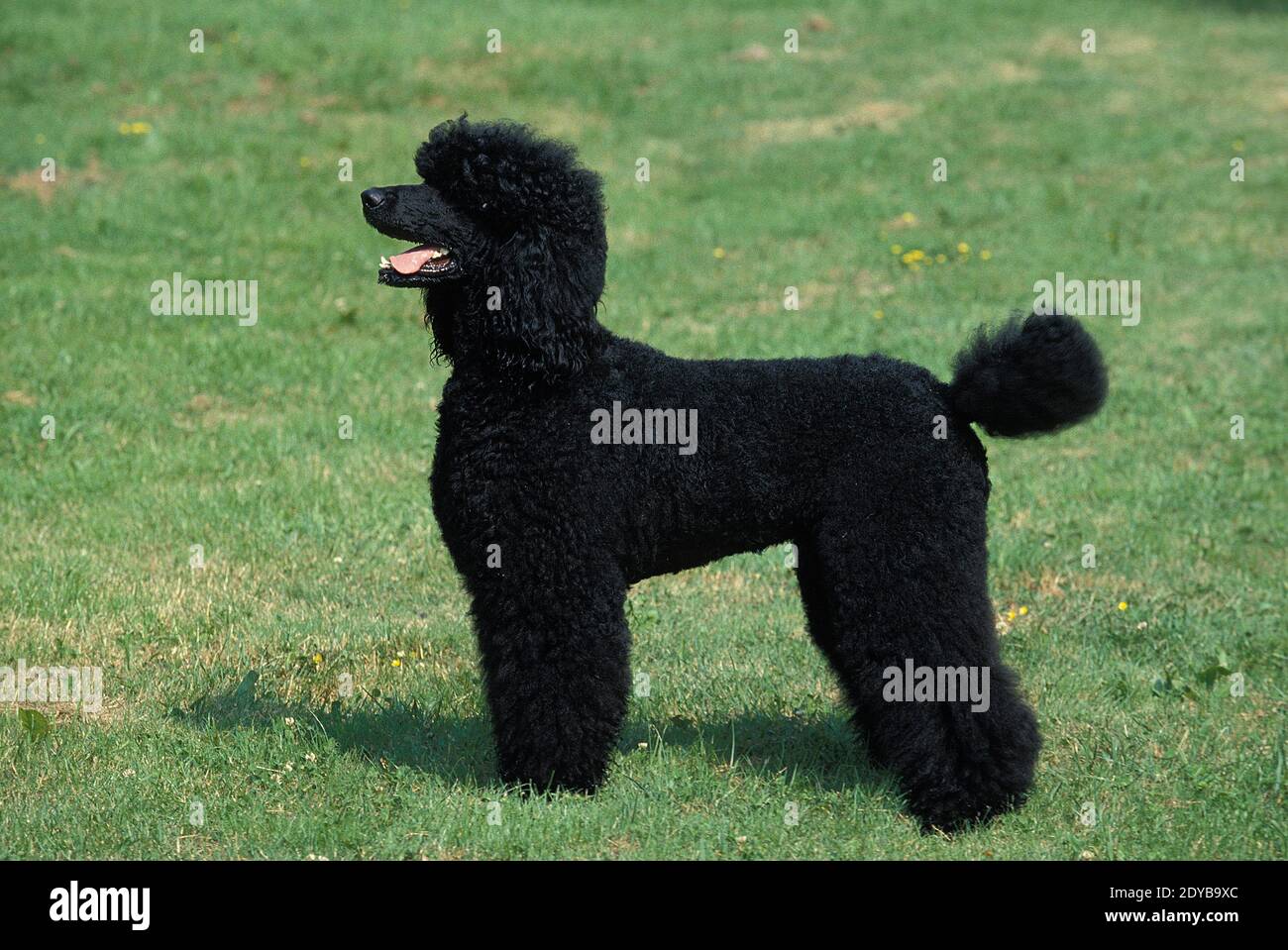 Black Giant Poodle, Adult standing on Lawn Stock Photo - Alamy