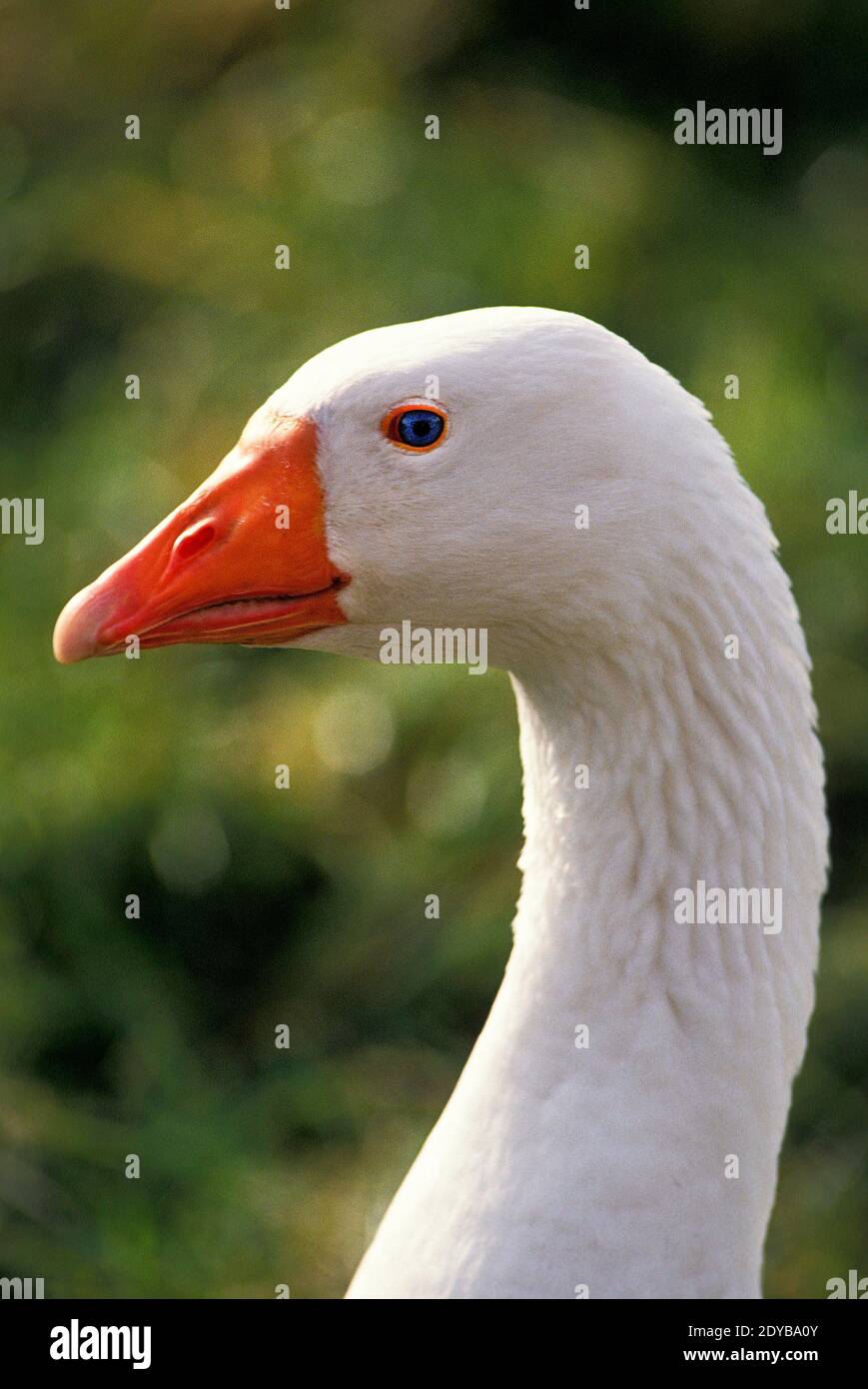 Domestic White Goose Stock Photo