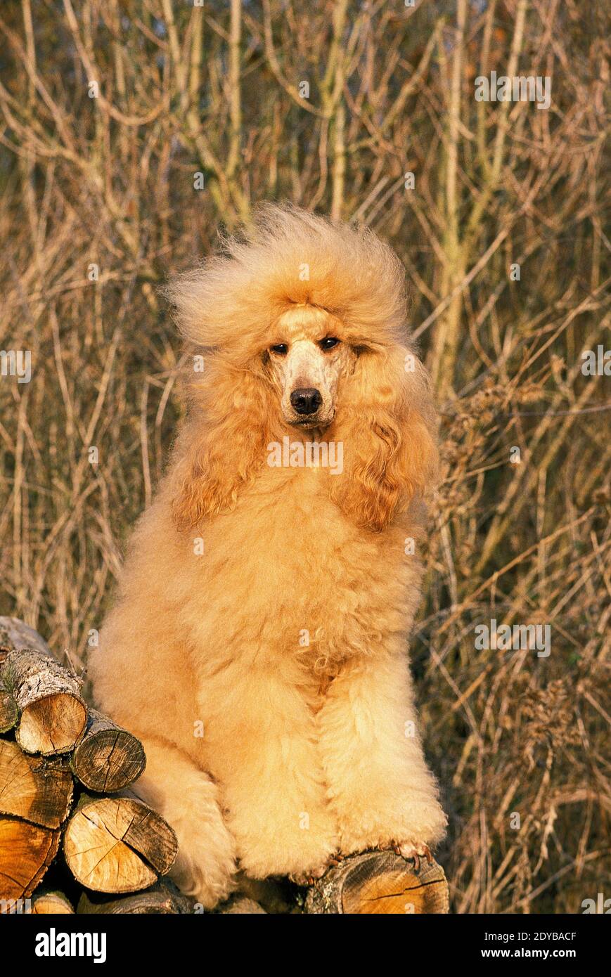 Apricot giant poodle dog sitting hi-res stock photography and images ...