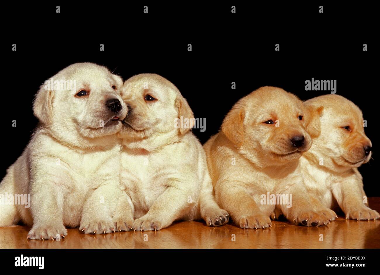 Yellow Labrador Retriever Pups Stock Photo