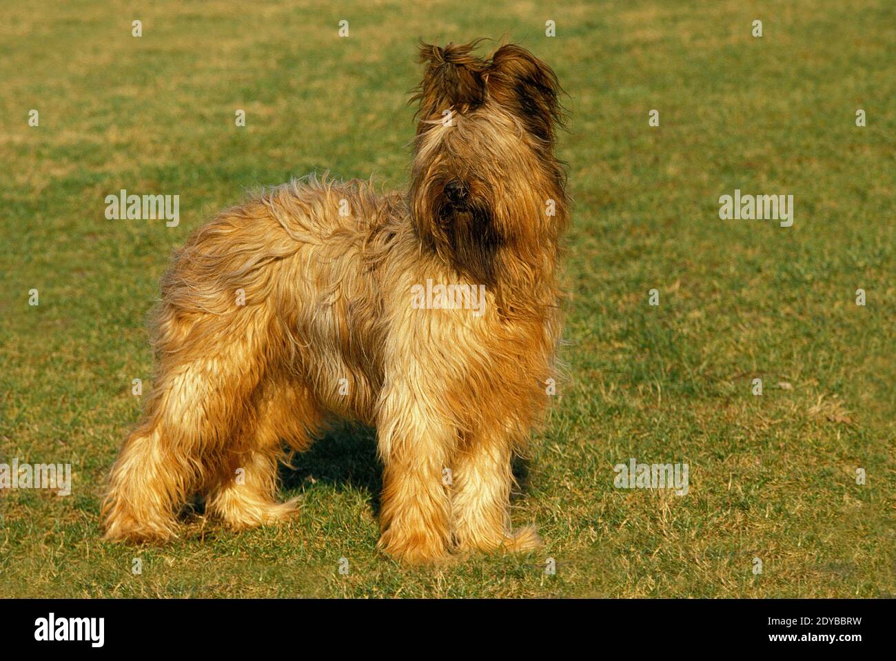 Briard Dog (old standard breed with cut ears) Stock Photo