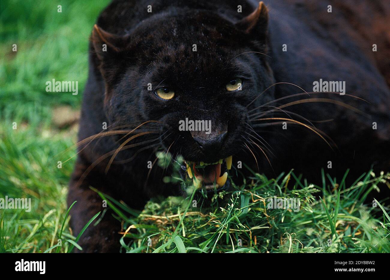 Black Panther, panthera pardus, Adult snarling Stock Photo