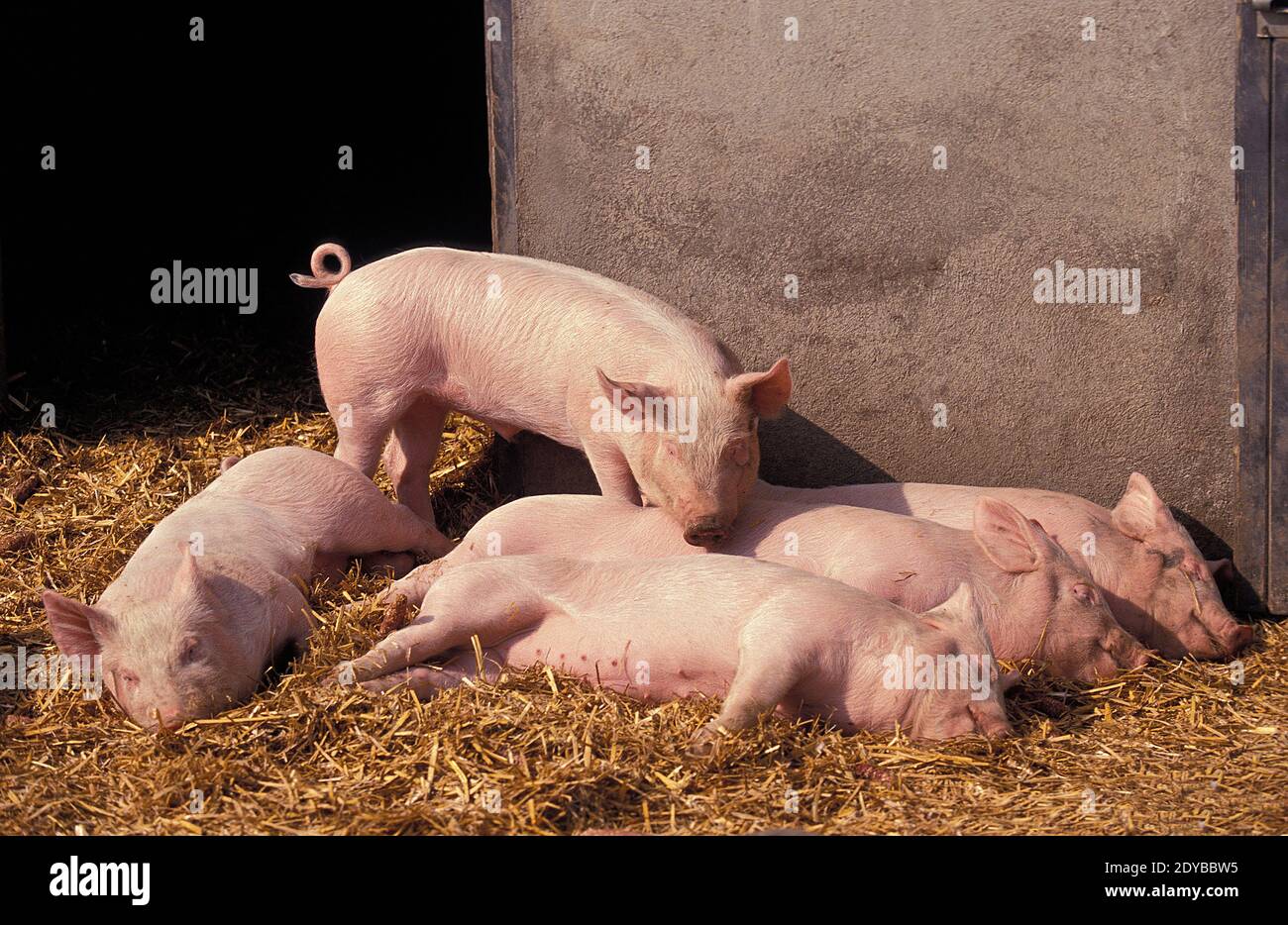 Large White Domestic Pig, Piglets Stock Photo - Alamy