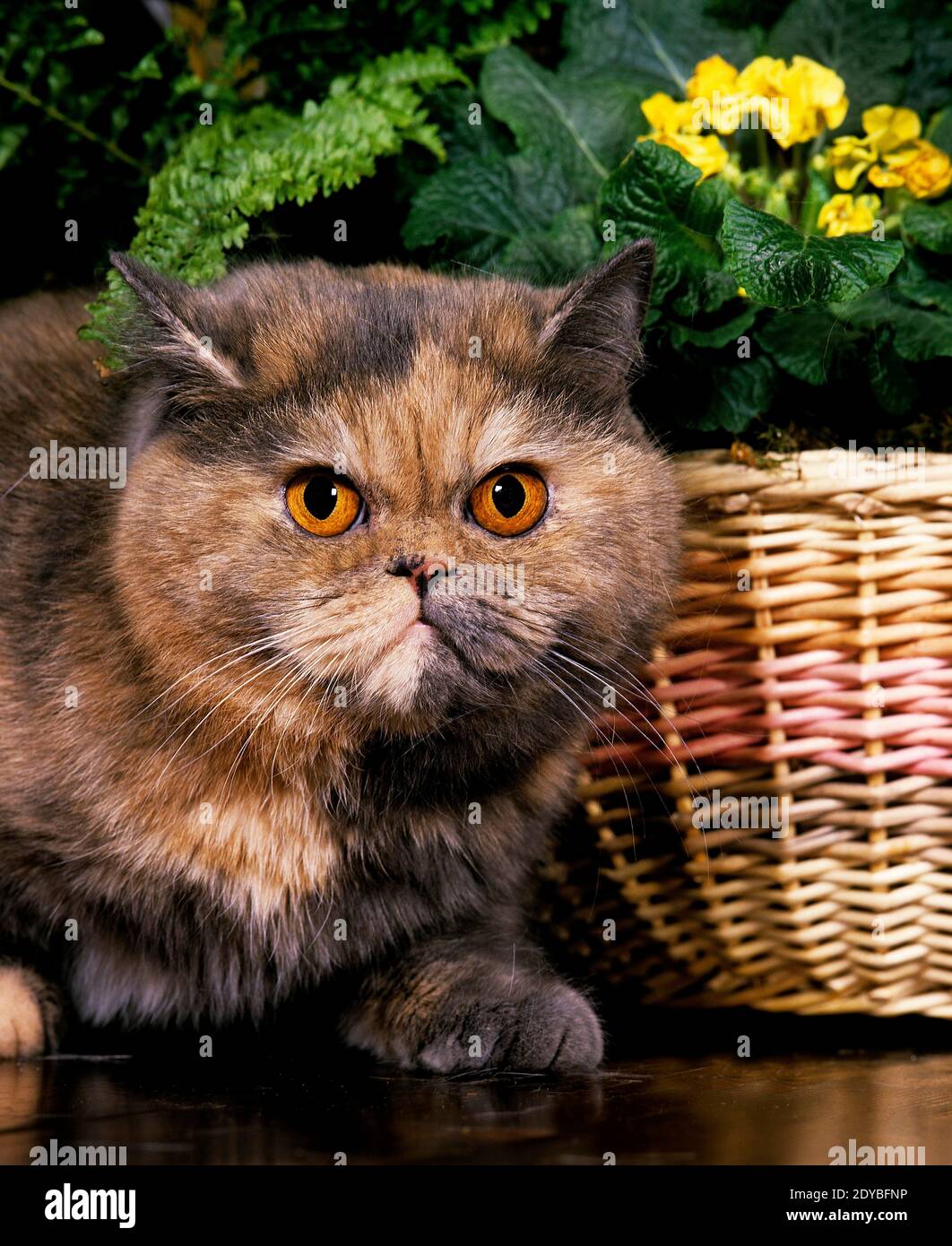 Exotic Shorthair Domestic Cat near Flower Stock Photo