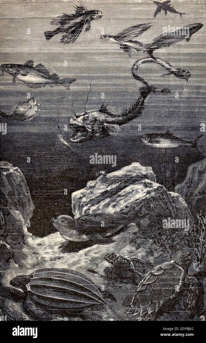 Aronnax hires stock photography and images Alamy