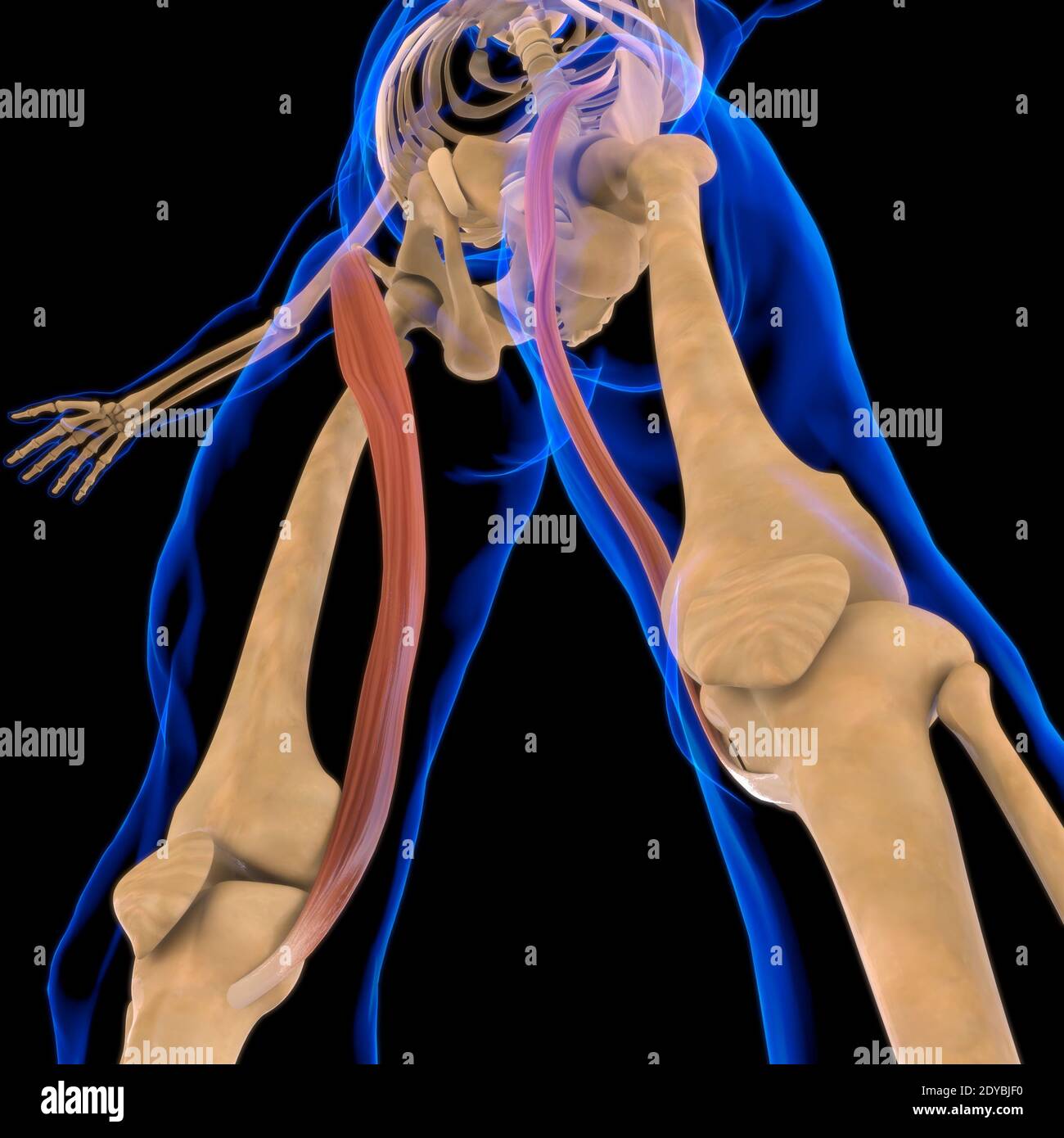 3D Illustration, Muscle is a soft tissue, Muscle cells contain proteins ...