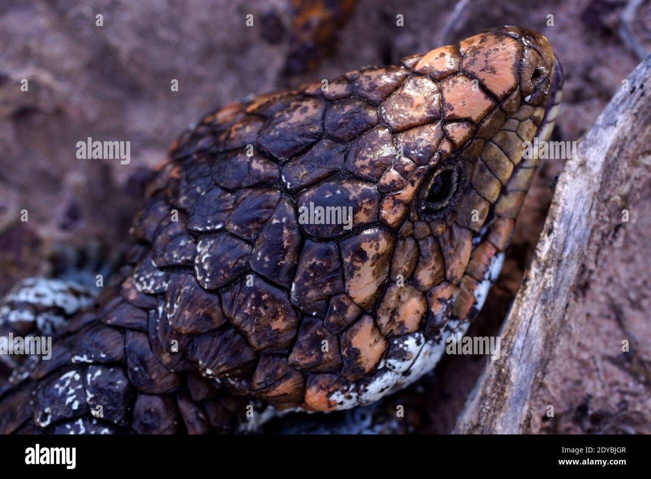 Head of Tiliqua rugosa, the western shingleback or bobtail lizard, near