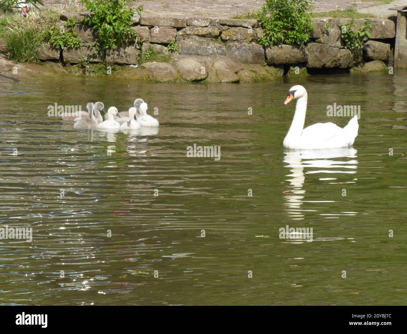 Mute swan (Cygnus olor) with six hatchlings on river Neckar in Germany Stock Photo