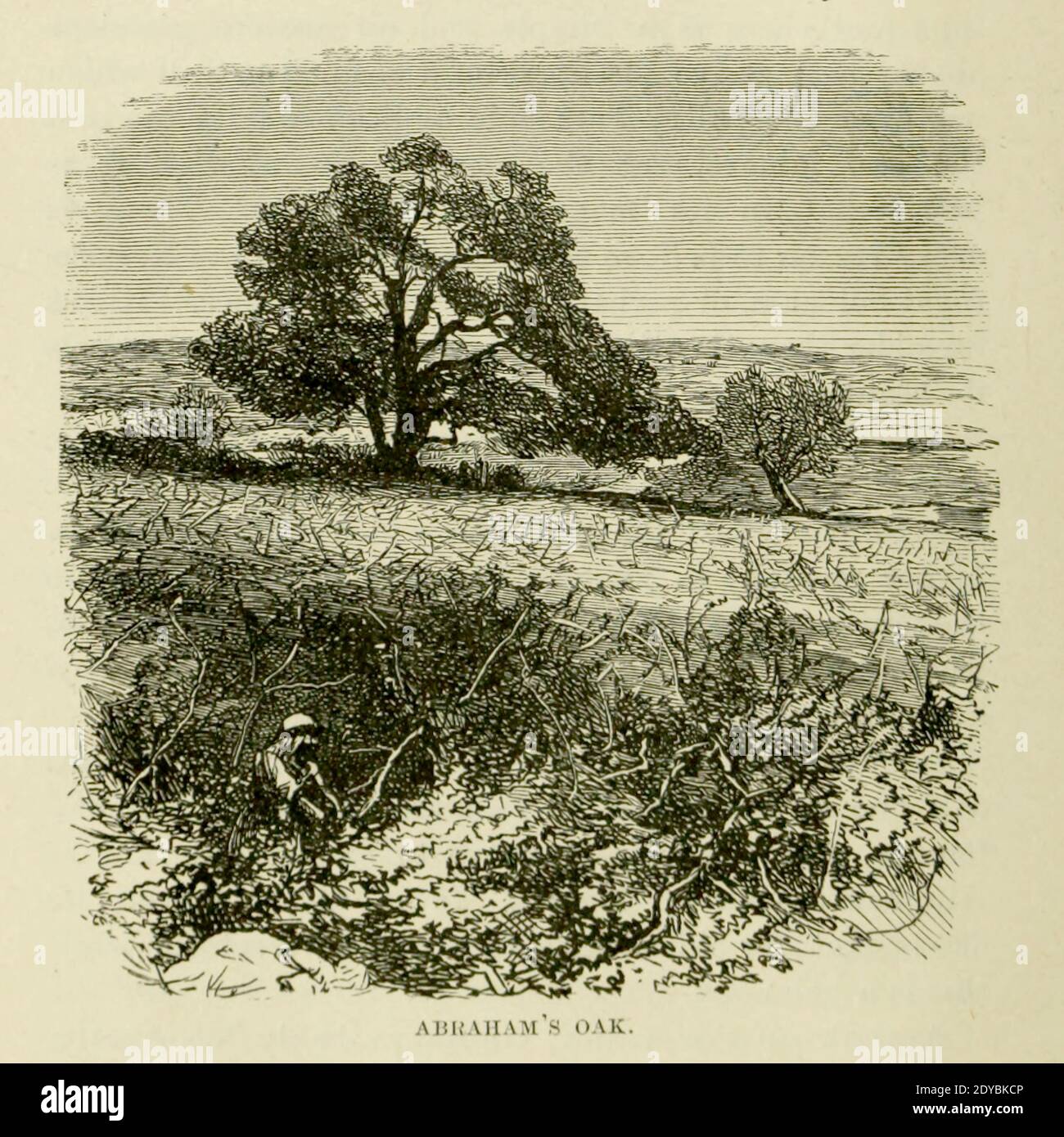 Abraham's Oak From the Book 'Bible places' Bible places, or the topography of the Holy Land; a