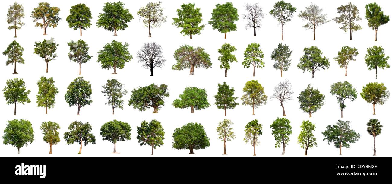 isolated big tree collection isolated on white background Stock Photo