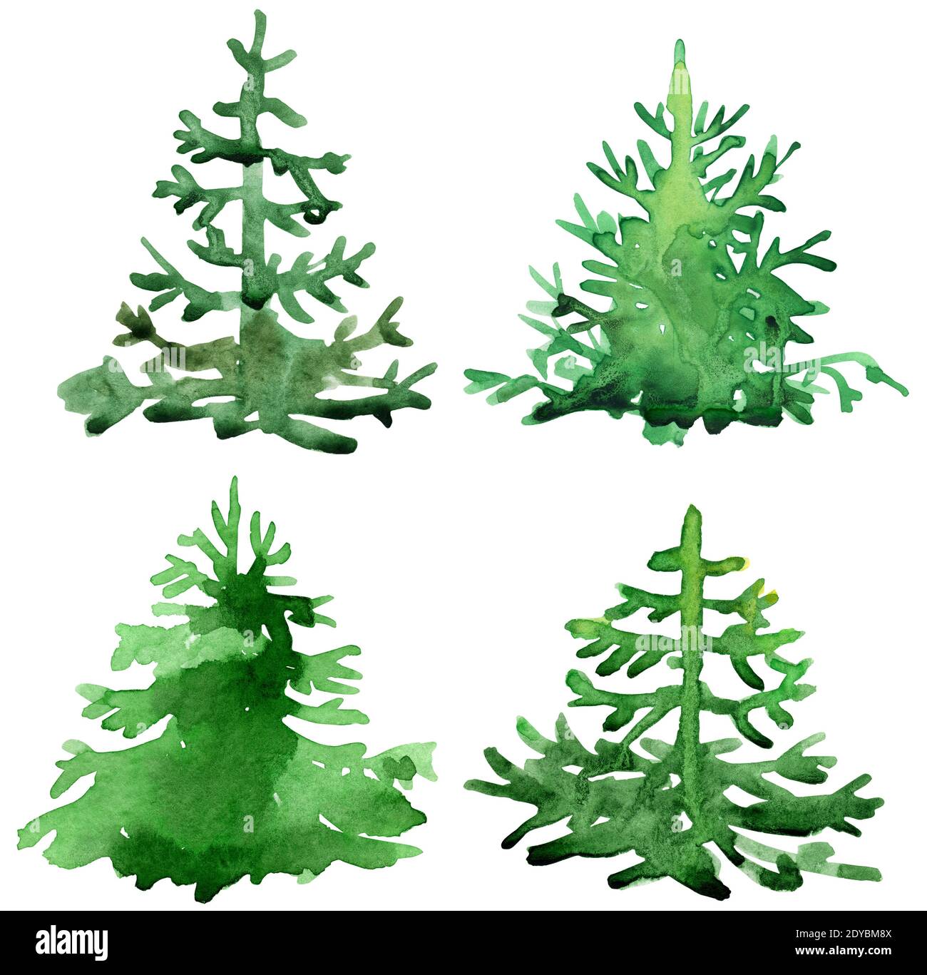Green fir tree drawing by watercolor, isolated forest element, conifer