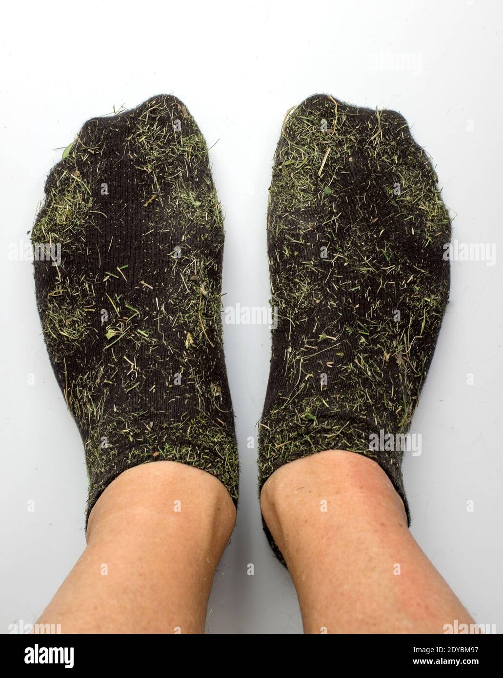 Mens black socks coveted in grass cuttings Stock Photo Alamy