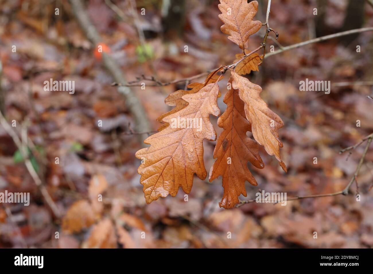 Brown oak leaves on a rainy autumn day. Stock Photo