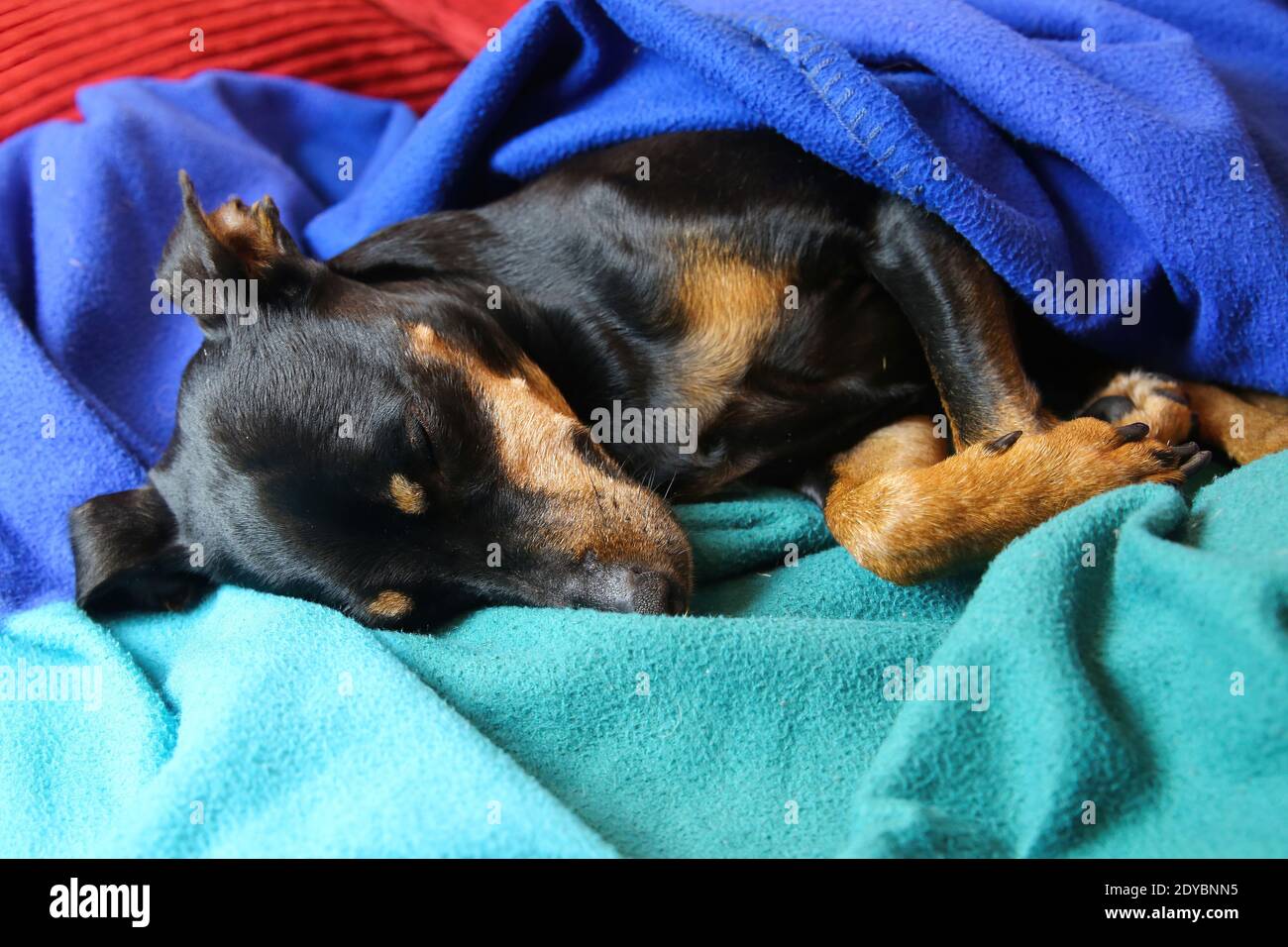 Close up portrait  of sleeping relaxed miniature pinscher dog (Canis lupus familiaris, mini doberman) face and snout covered between green blue fluffy Stock Photo